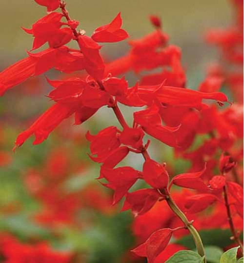 Salvia red - সিলভিয়া রেড